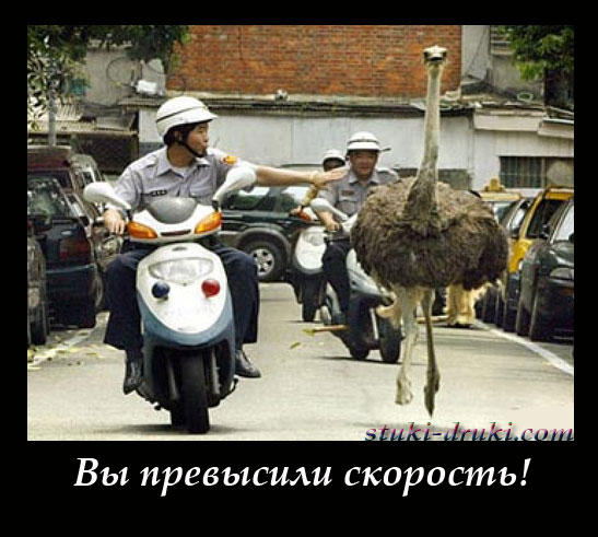Полицейский на мотоцикле догоняет страуса