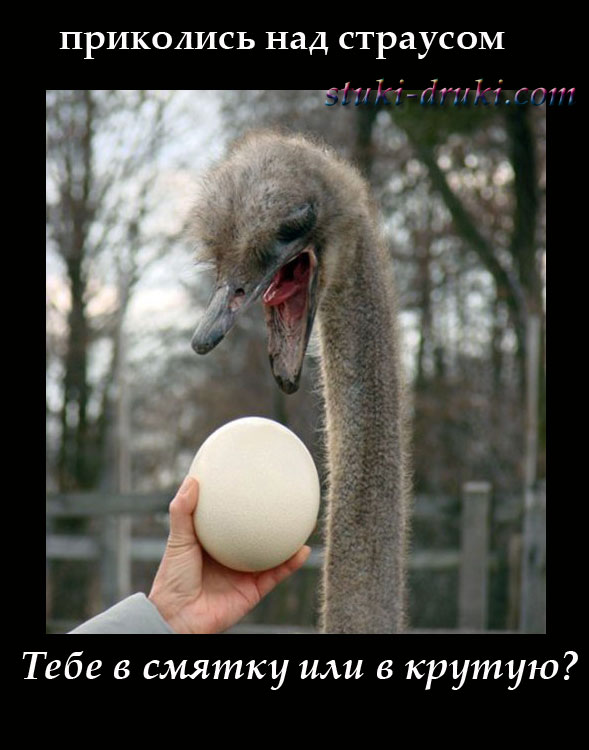 Страусу показывают страусиное яйцо