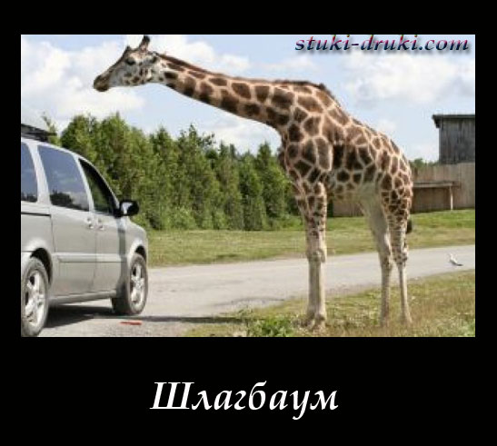 Жираф шеей преградил дорогу машине