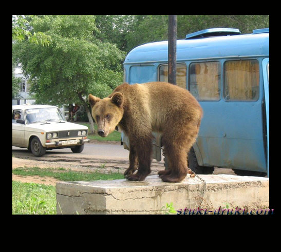Медведи в российских городах 01