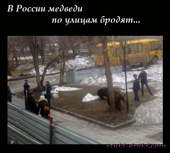 Медведи в российских городах 05
