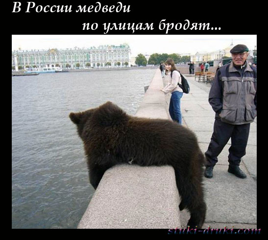 Медведи в российских городах 06