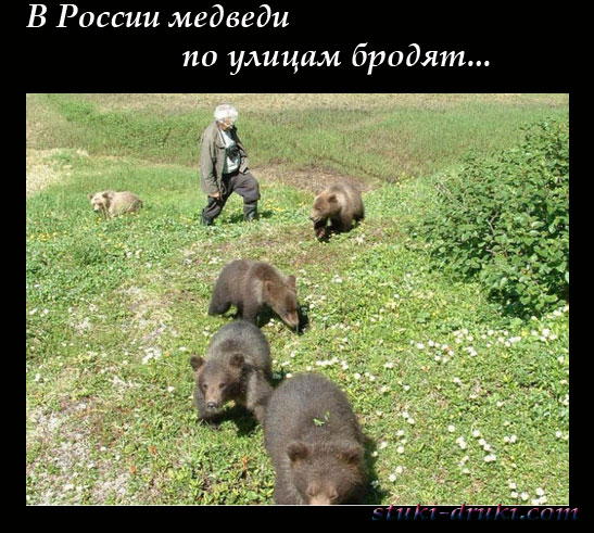 Медведи в российских городах 07