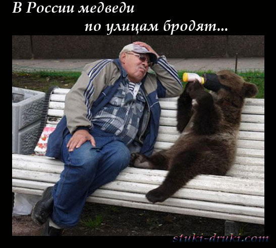 Медведи в российских городах 08