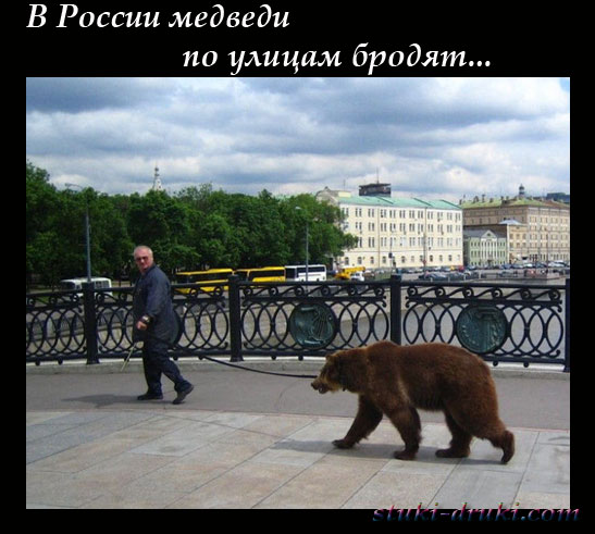 Медведи в российских городах 10