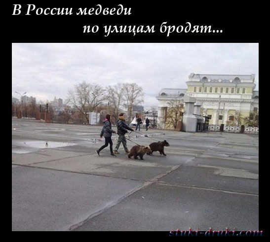 Медведи в российских городах 12