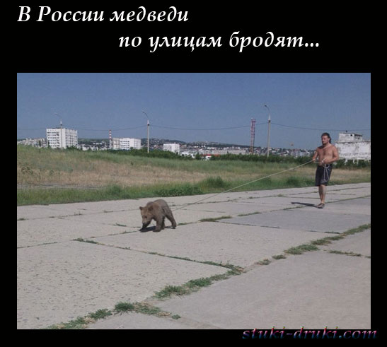 Медведи в российских городах 13