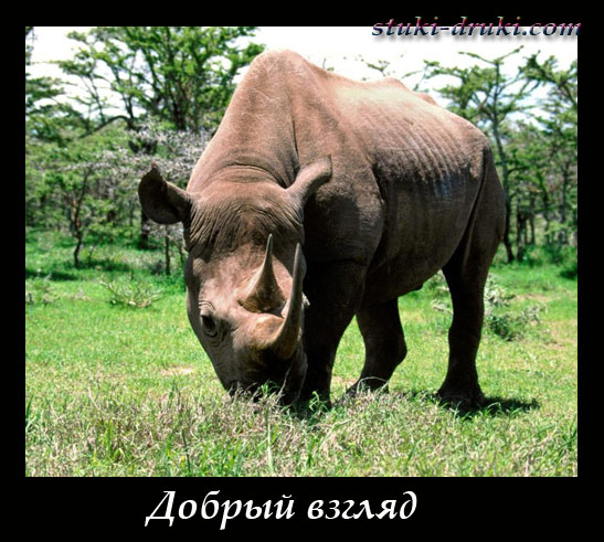 Носорог на лужайке
