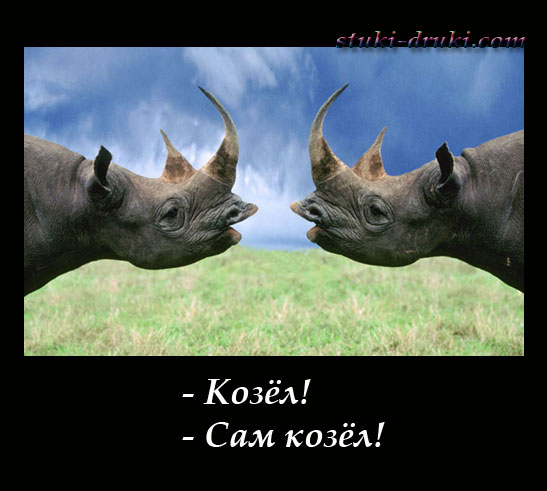 Два носорога собрались драться
