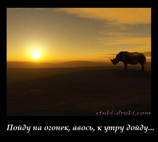 Носорог на закате солнца