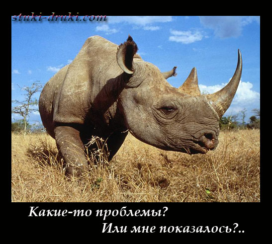 Носорог агрессивно смотрит в объектив