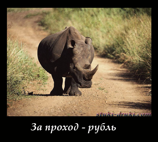 Носорог перегородил дорогу