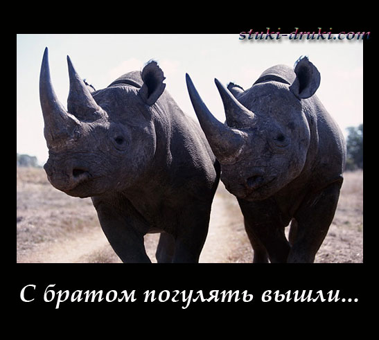 Два носорога