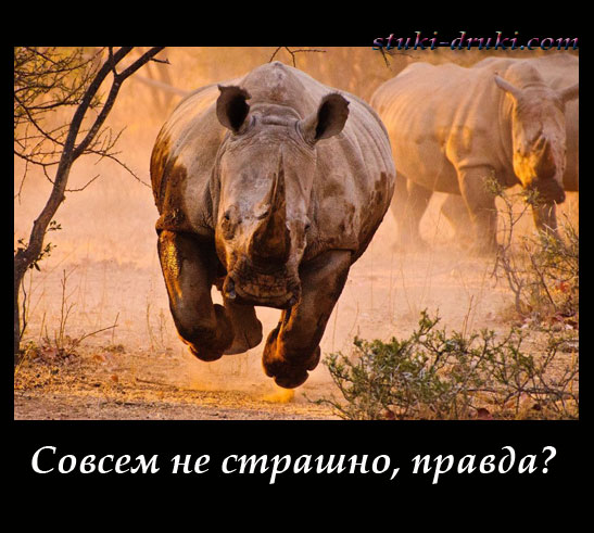 Носорог мчится на фотографа