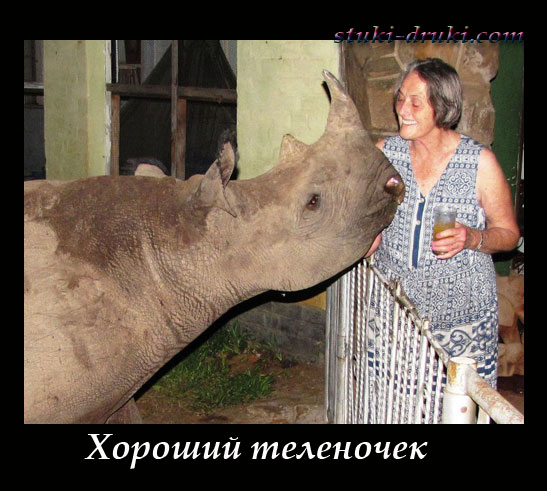 Женщина гладит носорога