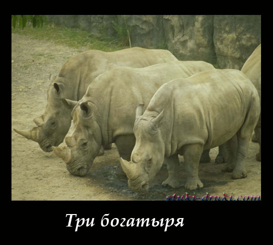 Три носорога