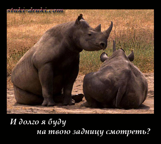 Два носорога, один повернут задом