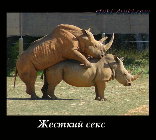 Носороги спариваются