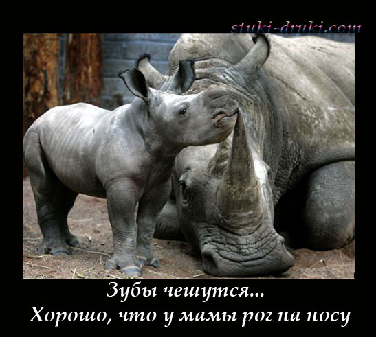 Детеныш носорога чешется о мамин рог