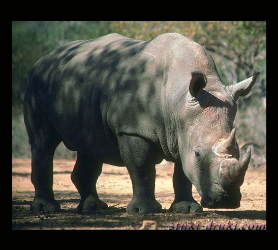 Прикольные носороги 02