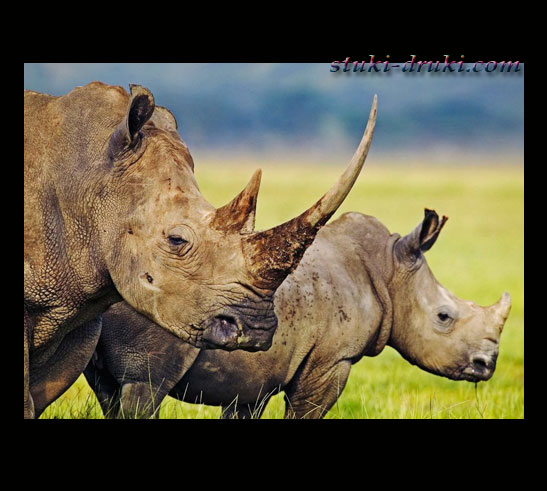 Прикольные носороги 04