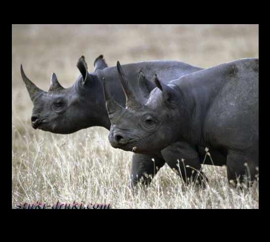 Прикольные носороги 07