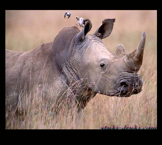 Прикольные носороги 08