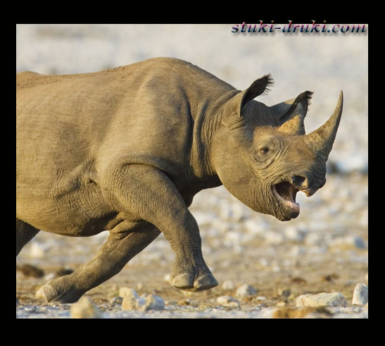 Прикольные носороги 09