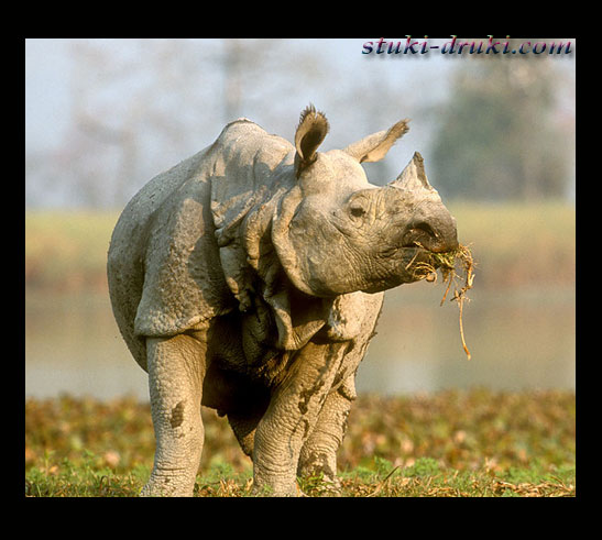 Прикольные носороги 10