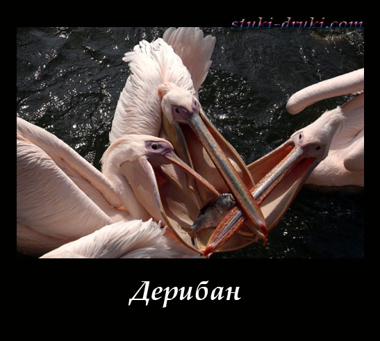 Пять пеликанов ловят клювами одну рыбу