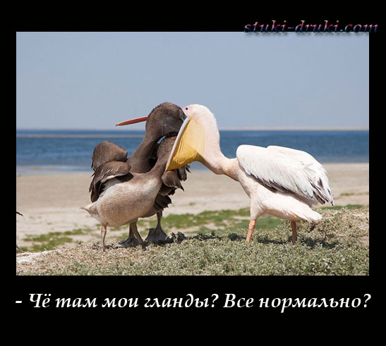 Утки заглядывают пеликану в рот