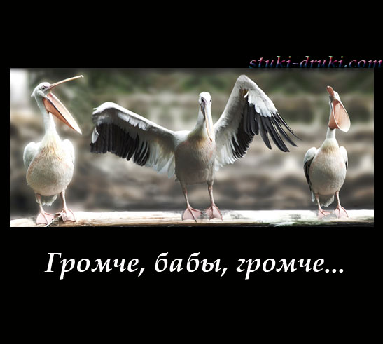 Три пеликана один машет крыльями