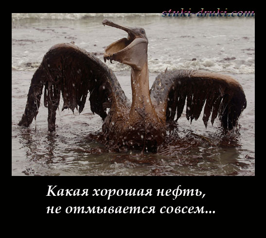 Пеликан в нефти