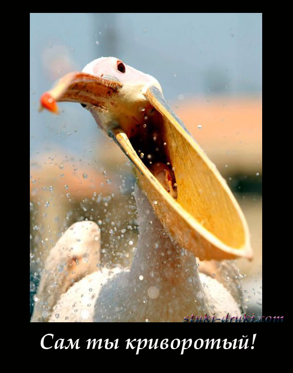 Пеликан широко разинул рот