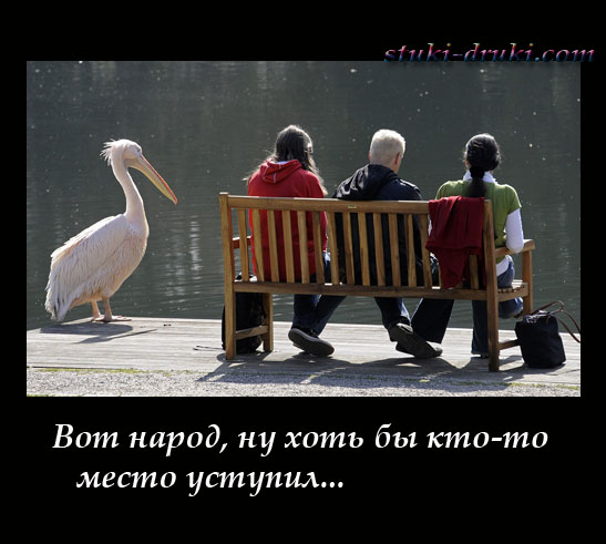Пеликан возле сидящих на лавочке людей