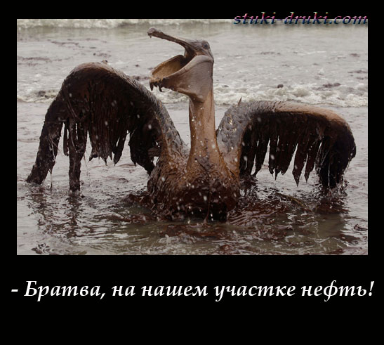 Пеликан измазался в нефти