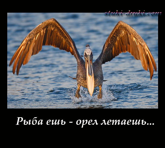 Пеликан летит