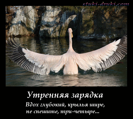 Пеликан расправил крылья