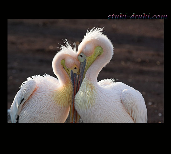 Прикольные пеликаны 02