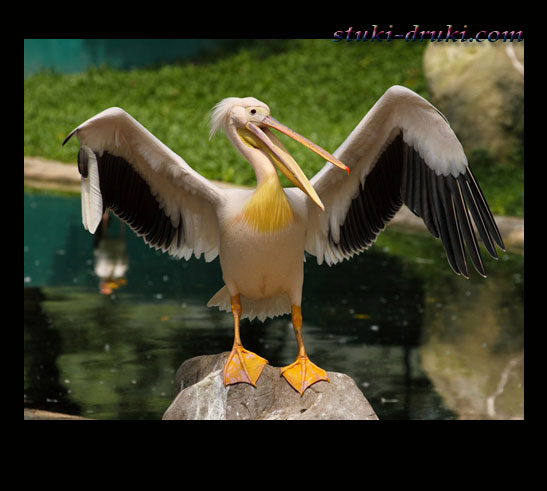Прикольные пеликаны 05