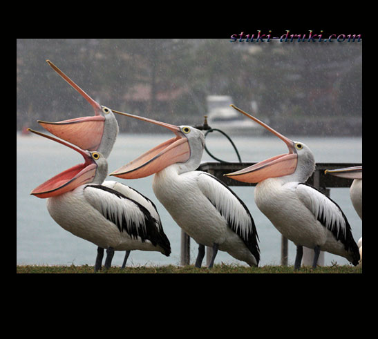 Прикольные пеликаны 07