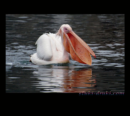 Прикольные пеликаны 08
