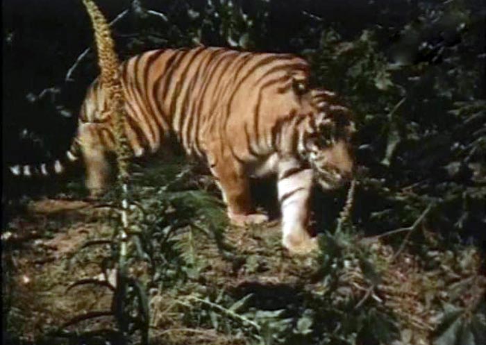 Тигр Пурш Опасные тропы