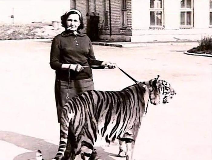 Надежда Кошеверова с тигром