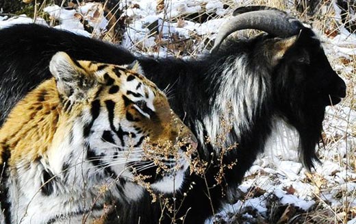 тигр Амур и козел Тимур