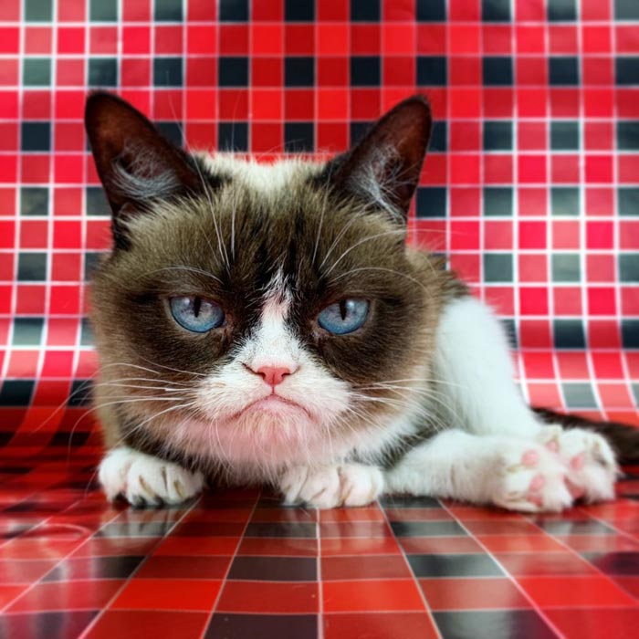 кошка Grumpy Cat 3