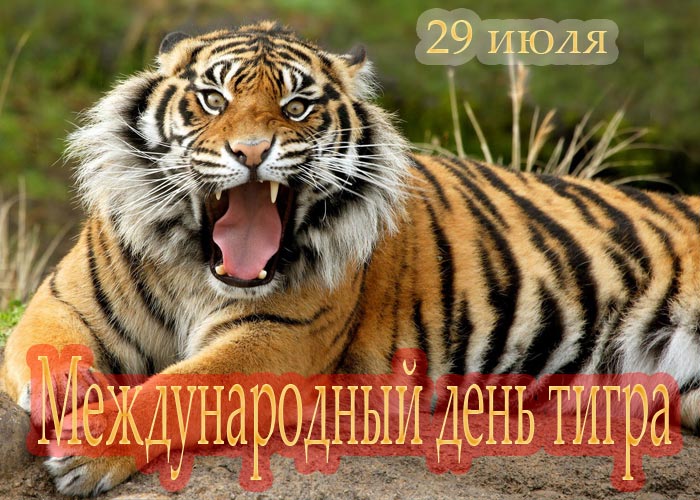 Международный день тигра