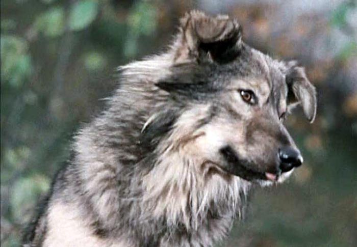 кадр Совершенно серьезно 16