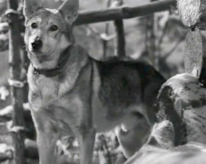 Фильм «Белый Клык» (1946) - сюжет, актеры и роли, кадры из фильма
