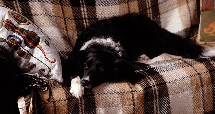 Кадр из фильма Двое в одной жизни, не считая собаки кадр Двое в одной жизни, не считая собаки 6